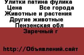 Улитки патина фулика › Цена ­ 10 - Все города Животные и растения » Другие животные   . Пензенская обл.,Заречный г.